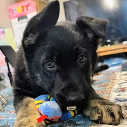 Akc German Shepherd Pup