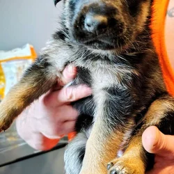 German shepherd