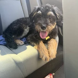 Schnauzer Puppy
