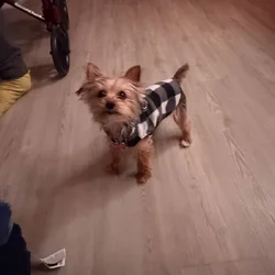 Teacup Yorkie (f/6 months old)