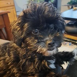 Sweet Shih-a-Poo female puppy needs a new home.