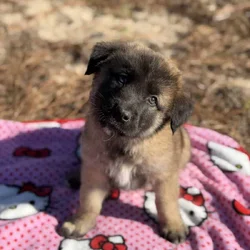 10 Anatolian Shepherd x Belgian Malinois Puppies