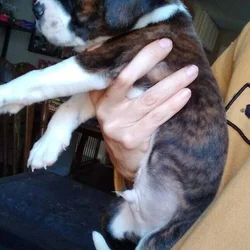 Puppies