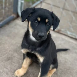 Australian Shepherd/Kelpie mix Puppies for Sale