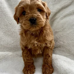 Miniature Goldendoodle For Sale!!