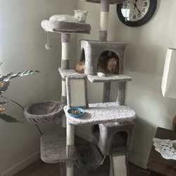 Two sweet cats need home