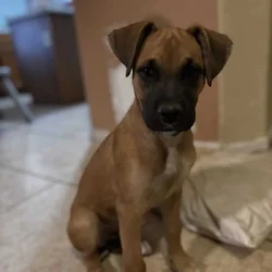 Skye boxer mix