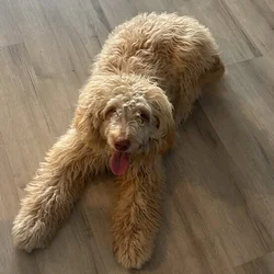 Golden Miniature Golden Doodle