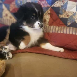 Miniature Australian Shepherd girl