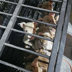 Bully puppies for sale