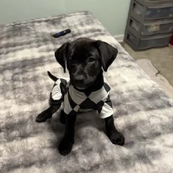 Black lab puppy