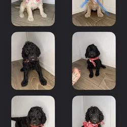 Golden Doodle Puppies