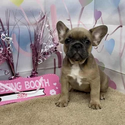 Blue Fawn French Bulldogs