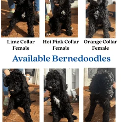 Bernedoodle Puppies