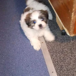 Shih poo puppies 9 weeks old