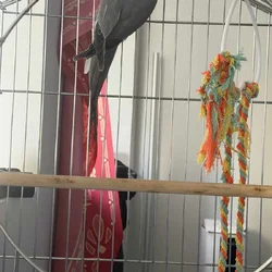 Indian ringnecks