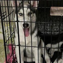 Siberian Husky for Sale