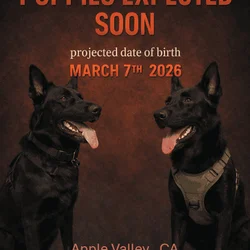 AKC German Sheperd Puppies Expecting in March