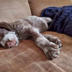 German Wirehaired Pointer Puppies