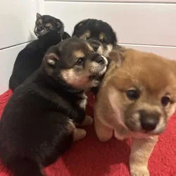Adorable Shiba Inu Puppies!
