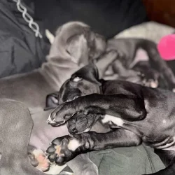 Great Dane female and male puppies