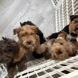 Doodle Puppies