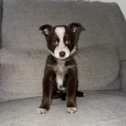 Aussie-Blue heeler