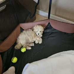 Female Havanese Puppy for Sale