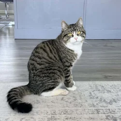 7 Month old kitten