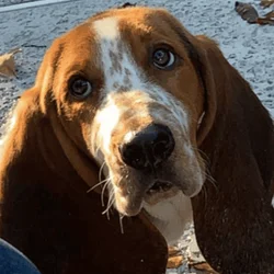 FREE Basset Hound "Rufus"