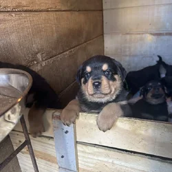German Rottweiler Puppies 4 Females