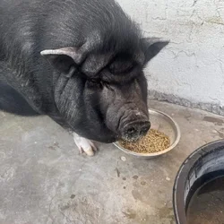Pig very friendly loves belly rubs