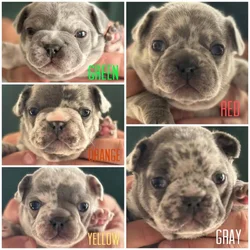 AKC French Bulldog Puppies for sale!