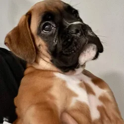 AKC BOXER PUPPY