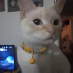 cats need rehoming