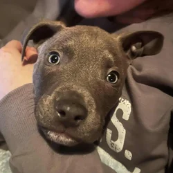 12 wk old male gray w/brindle pit bull