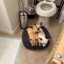 Rehoming my 3 beautiful dogs