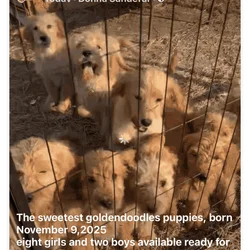 Goldendoodle puppies