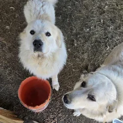 Two Great Pyranees dogs for free.