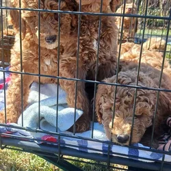 Goldendoodle Puppies for sale