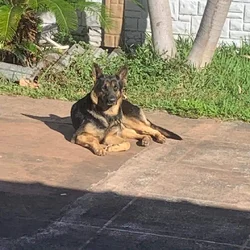 German Shepherd Puppies coming soon