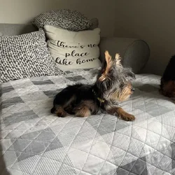 Yorkie puppy