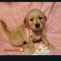 Akc golden retriever puppy