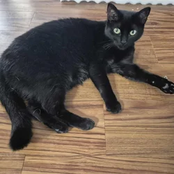 Stella for Adoption