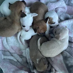 Beautiful Chihuahua puppies
