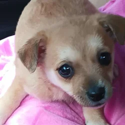 Pomchi puppies