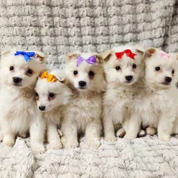 puppies, females available $350 Columbia city utd