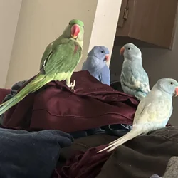 Indian Ringneck babies