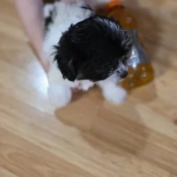 2 Shitzu/bichan and Toy Aussie/Pomeranian puppies