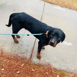 Hello my name is remy , in need of a new home .
